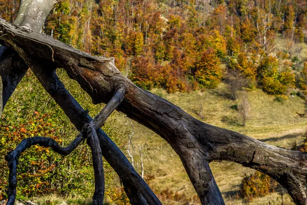 Vista Perto Galho Árvore Seca Quebrado Floresta Colorida Fundo Outono — Fotografia de Stock