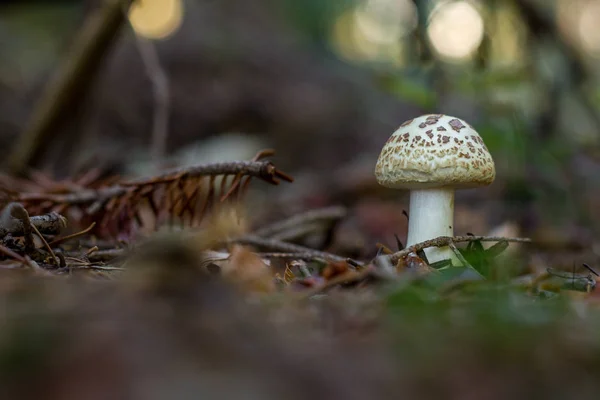 Vue Rapprochée Champignon Poussant Sol Dans Forêt Automne Croatie — Photo