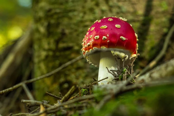 Vue Macro Champignon Rouge Poussant Partir Sol Dans Forêt Amanita — Photo