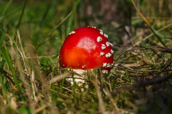 Zobacz Makra Jeden Czerwony Grzyb Rośnie Ziemi Lesie Amanita Muscaria — Zdjęcie stockowe