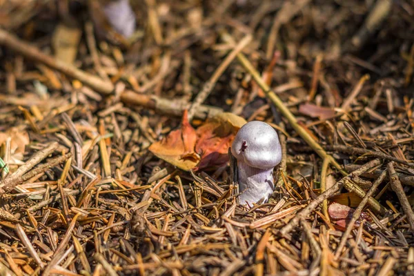 Vue Rapprochée Champignon Poussant Sol Dans Forêt Automne Croatie — Photo