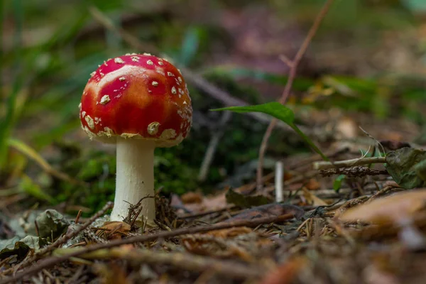 Vue Macro Champignon Rouge Poussant Partir Sol Dans Forêt Amanita — Photo