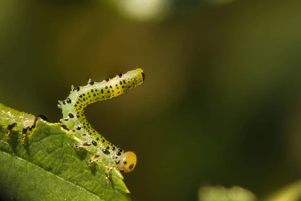 Macro Vista Una Oruga Pie Sobre Una Hoja Verde Jardín — Foto de Stock