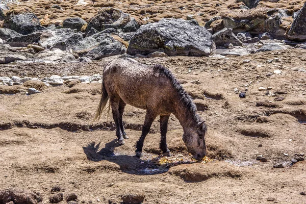 Zamknąć Widok Boczny Jeden Koń Pastwiskowy Suchej Trawy Zamrożonego Podłoża — Zdjęcie stockowe