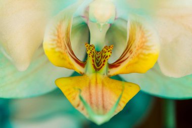 Ön mavi orkide çiçek görünümünü kapatın. Makro görünümü, stüdyo çekimi.