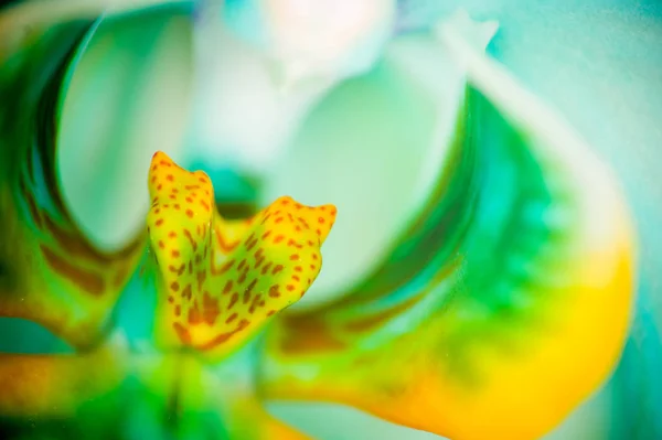 Close Front View Blue Orchid Flower Macro View Studio Shoot — Stock Photo, Image
