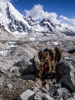 Yakın çekim, yiyecek ve dağcılık donanımları taşıyan yerli Tibet sığırı (Bos grunniens) görünümünü ön. Sagarmatha (Everest) Milli Parkı, Nepal.