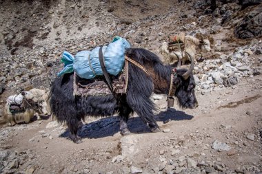 Yakın çekim, Yiyecek (patates) çanta taşıyan yerli Tibet sığırı (Bos grunniens) görünümünü yan. Sagarmatha (Everest) Milli Parkı, Nepal.