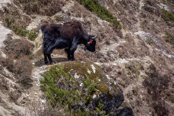 Krajina Boční Pohled Jak Domácí Bos Grunniens Stojí Hřebeni Národní — Stock fotografie