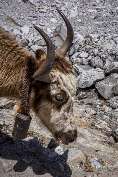 Закрыть Вид Сбоку Головы Домашнего Яка Bos Grunniens Сагарматха Эверест — стоковое фото