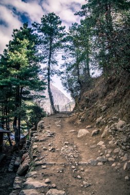 Everest ana kampı trekking yol görünümünü portre. Bazı ağaçlar etrafında ve yukarıda mavi gökyüzü ile üst giden yol. Sagarmatha (Everest) Milli Parkı, Nepal.