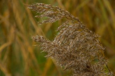 Marsh, arka planda birkaç ağaçlar büyüyen çimen (kamış australis) görünümünü manzara. Kopacki rit Doğa Parkı (Amazon Avrupa), Hırvatistan.