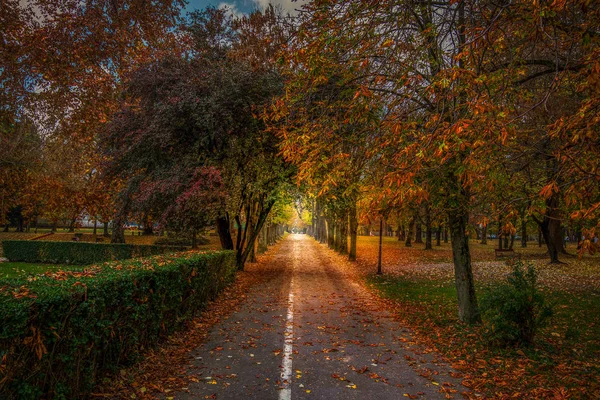 Vue Paysage Sentier Menant Lumière Fin Entouré Arbres Automne Colorés — Photo