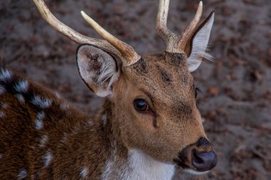 Ön seviyesindeki bir gözleri ile bakarak geyik kafası görünümünü kapatın. Hırvatistan.