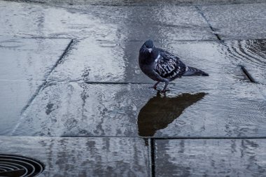 Bir gri güvercin ayakta bakış çeşme su kapatın. Gökyüzü yansıma su. Sonbahar Ösek, Hırvatistan, Avrupa.