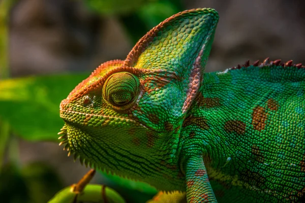 Закрыть Вид Сбоку Зеленую Голову Chamaquo Calyptratus — стоковое фото