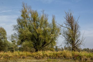 Ağaçlar içinde belgili tanımlık geçmiş ve nehir manzaralı. Sonbaharda Kopacki rit Doğa Parkı (Amazon Avrupa), Hırvatistan.