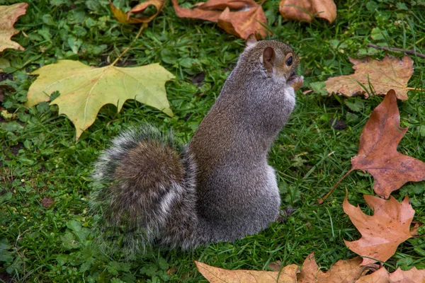 Nahaufnahme Von Eichhörnchen Die Auf Einer Grünen Wiese Stehen Und — Stockfoto