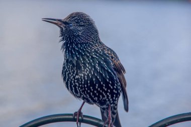 Ortak starling (Sturnus vulgaris) yan görünüm kadar kapatın. Birleşik Krallık'taki hayvan.