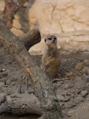 Portre görünümünü kumsalda ayakta hayvan çöl faresi (Suricata suricatta) görünümünü.