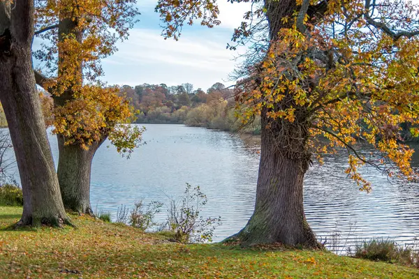 Vista Paisagem Duas Árvores Emoldurando Lago Fundo Londres Outono Inglaterra — Fotografia de Stock