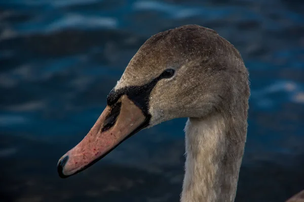 Close up side view of duck head. Lake water in the background