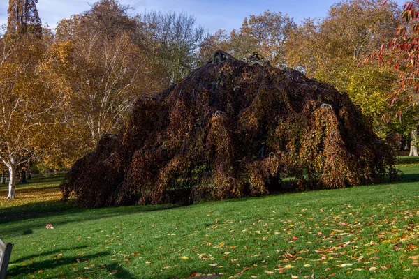 Liggande Konstiga Vände Träd Hyde Park London Storbritannien — Stockfoto