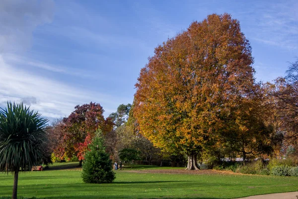 Vue Paysage Sur Arbre Prairie Dans Parc Hyde Londres Royaume — Photo