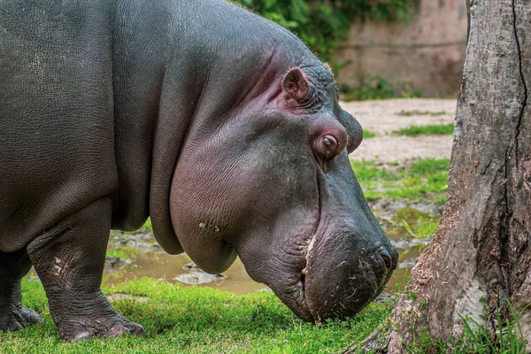 Close up view of a Hypo (Hippopotamidae) eating grass near the t — Stock Photo, Image