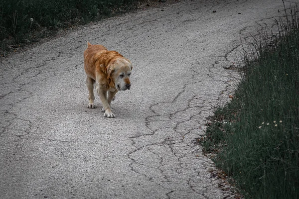 Vista de cerca de un viejo perro amarillo triste caminando por la aspha — Foto de Stock