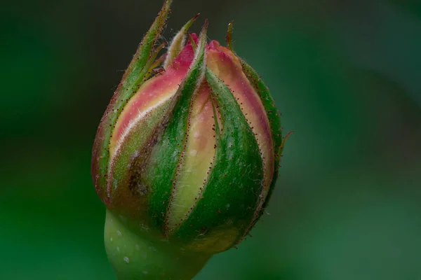 Vue rapprochée d'un bourgeon d'une fleur de rose. Croatie . — Photo