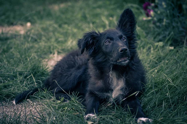 Siyah bir köpek (Hırvat çoban köpeği) yakından görünümünde oynayan 