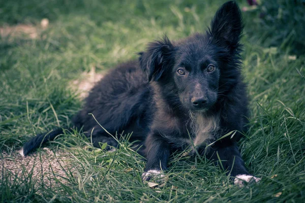 Siyah bir köpek (Hırvat çoban köpeği) yakından görünümünde oynayan — Stok fotoğraf