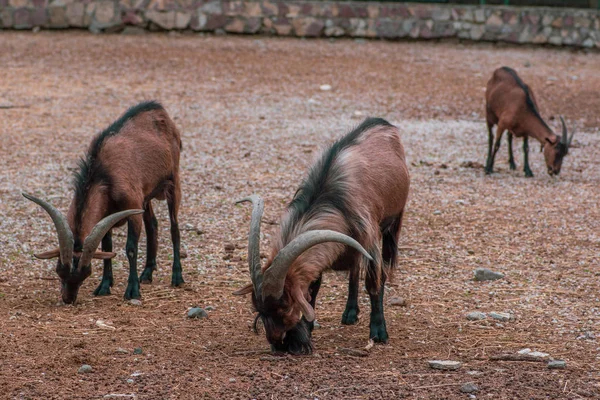 Zamknij widok kilku sheepów berberyjskich jedzenia suchej trawy. — Zdjęcie stockowe