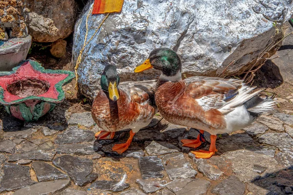 Vista de cerca de dos patos con una gran piedra blanca detrás . —  Fotos de Stock