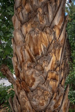 Palmiye ağacı kabuğunun yakın görünümü. Fas