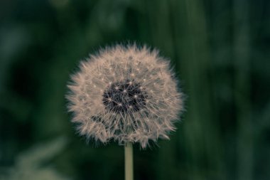 Merkezdeki bir karahindiba (Taraxacum) tomurcuğunun görüntüsünü kapat 