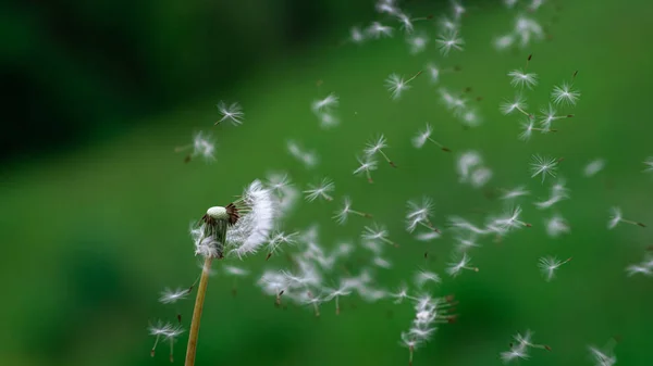 Close up view of one dandelion (Taraxacum) on the strong wind bl — Stock Photo, Image