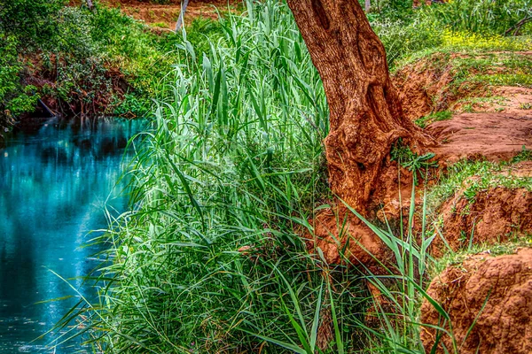 Nahaufnahme eines Baumes in der Nähe des Flusses — Stockfoto