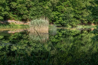 Suni göl manzarası ve ortasında bir çalı. Piknik alanı Jankovec, Doğa Parkı Papuk, Hırvatistan.