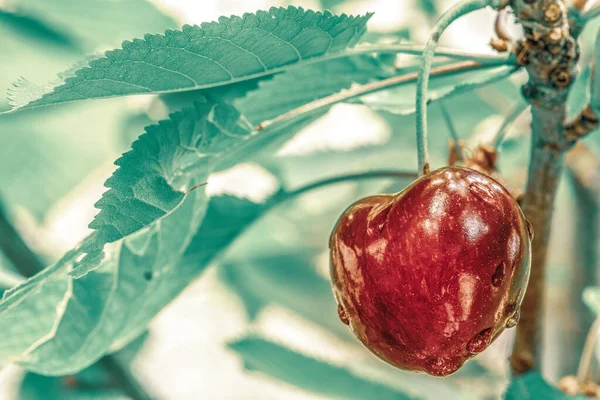 Macro Uitzicht Een Rode Kers Opknoping Een Tak Met Groene — Stockfoto