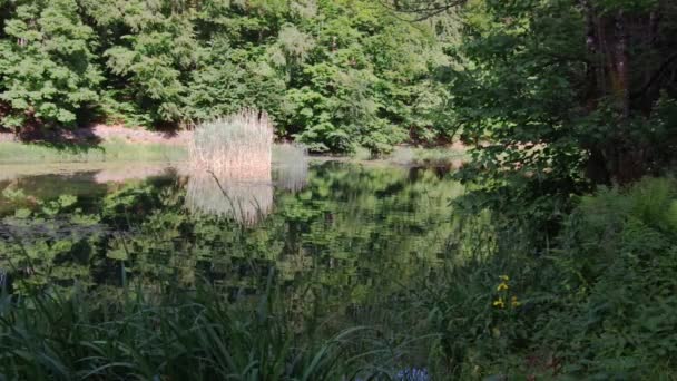 人工湖和中间的灌木丛的景观景观 克罗地亚帕普克自然公园 Jankovec野餐区 全高清无缝带视频 — 图库视频影像