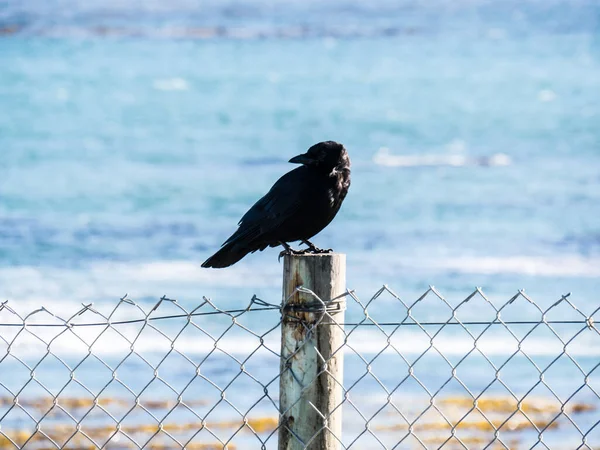 美国加利福尼亚州Big Sur的乌鸦 — 图库照片