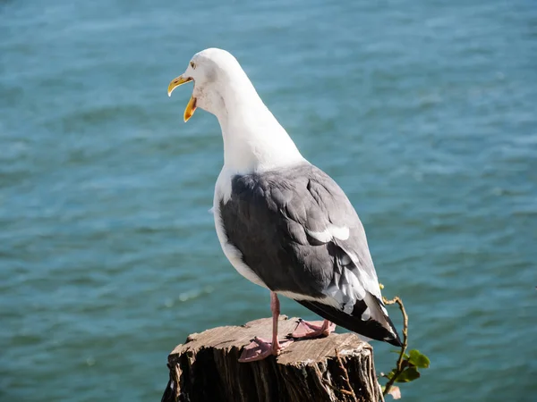 Möwe Mittelmeer — Stockfoto