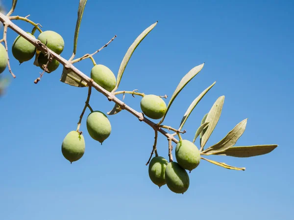 西班牙Jaen的橄榄树 — 图库照片