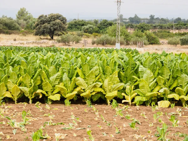 Planta Tabaco Madrid España — Foto de Stock