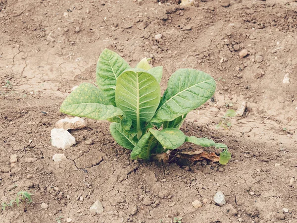 Planta Tabaco Madrid España —  Fotos de Stock