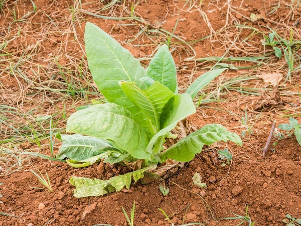 Planta Tabaco Madrid España —  Fotos de Stock