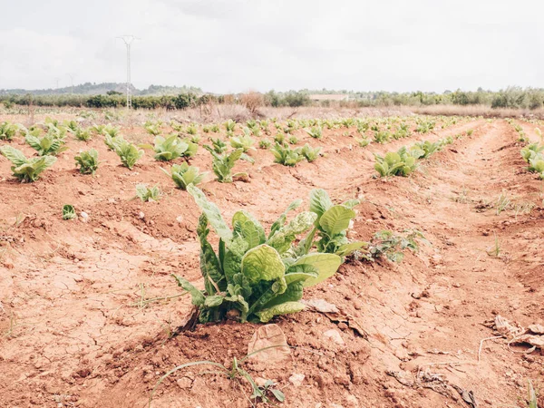 Tobacco Plant Valencia Spain — Stock Photo, Image