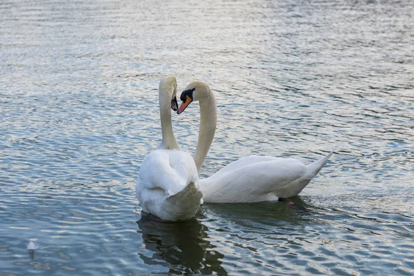 Romantic two swans on the lake